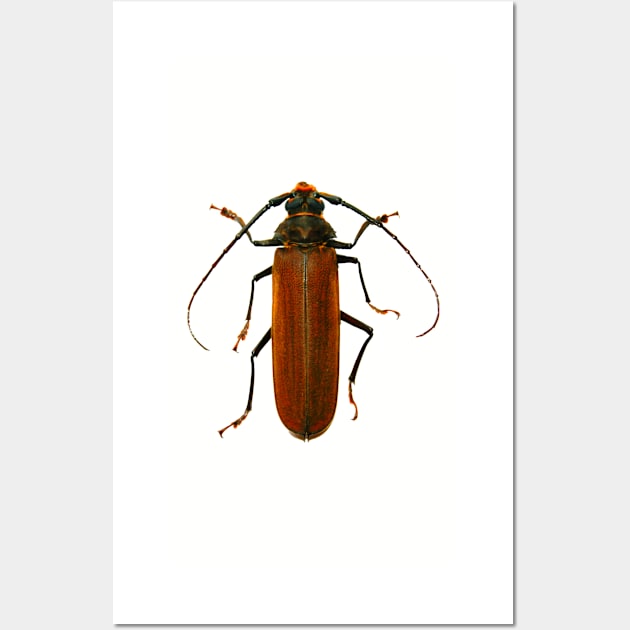 beetle Wall Art by ghjura